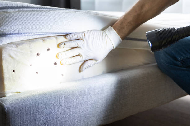 Professional Pest Control in Front Royal, VA